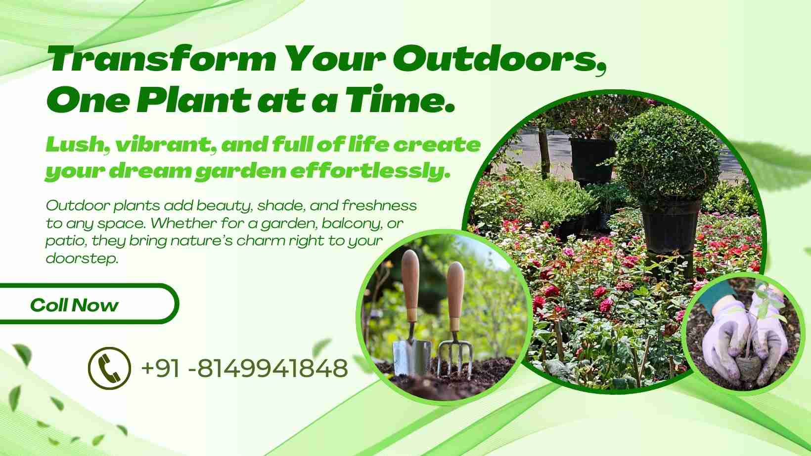 Outdoor Plants