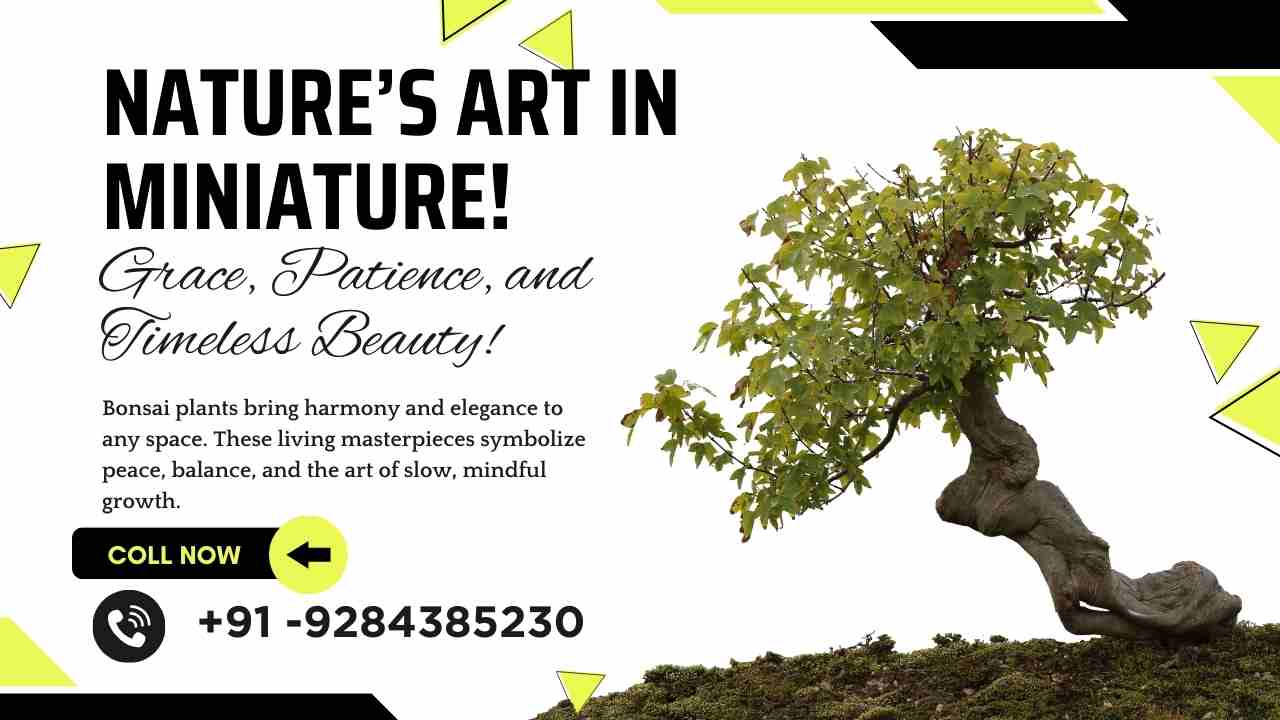 Bonsai Plants