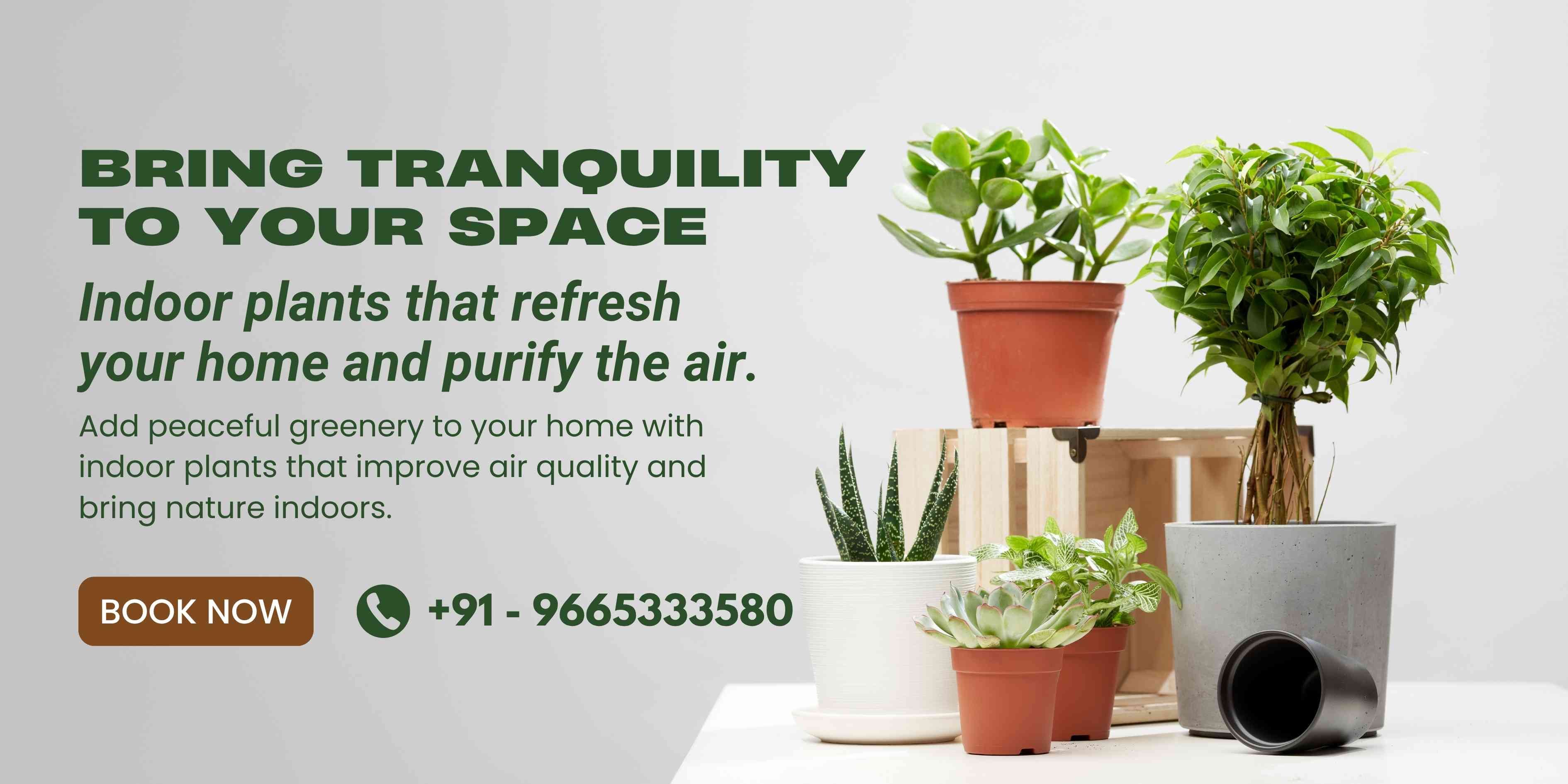 Indoor Plants