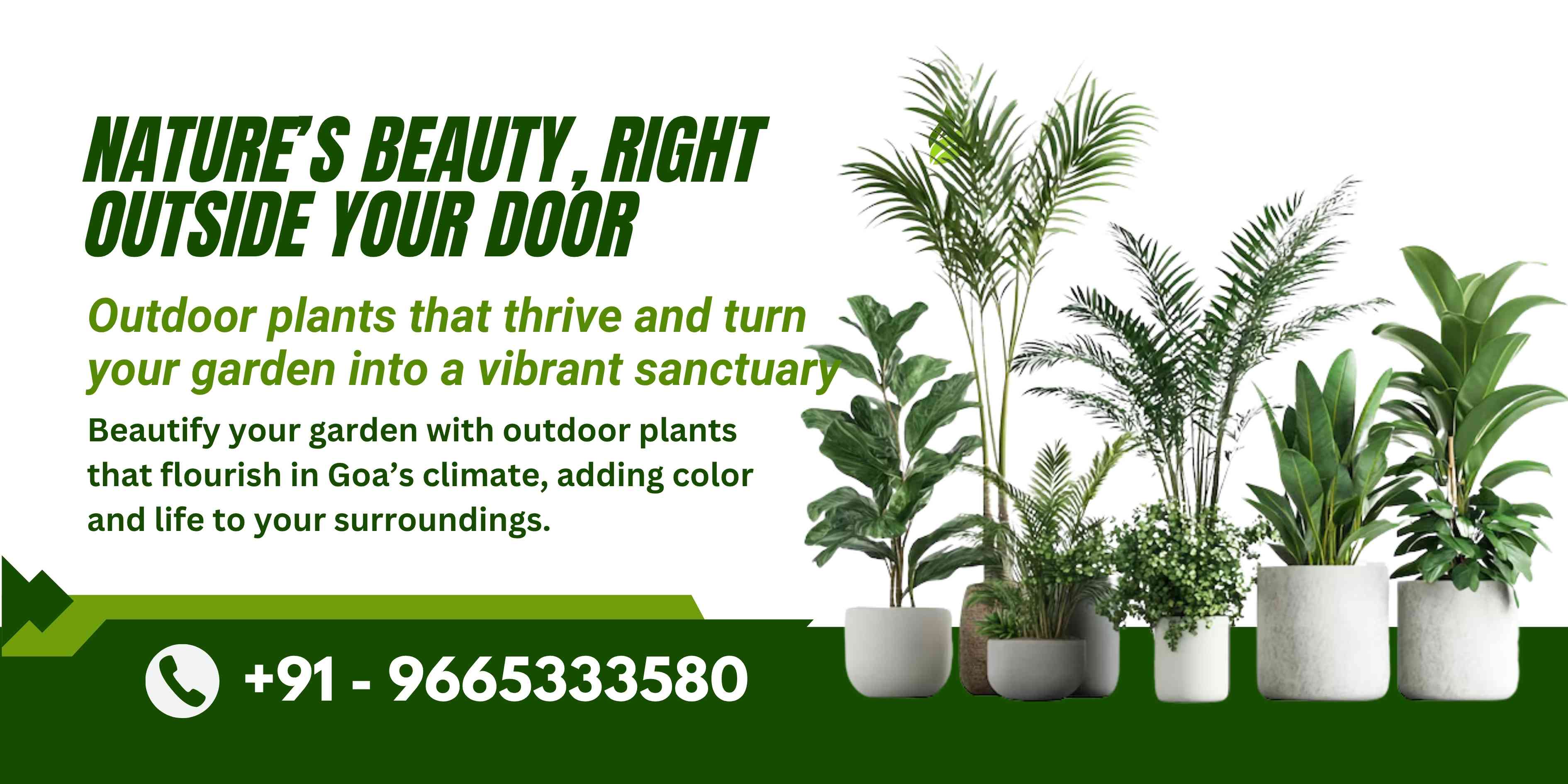 Outdoor Plants