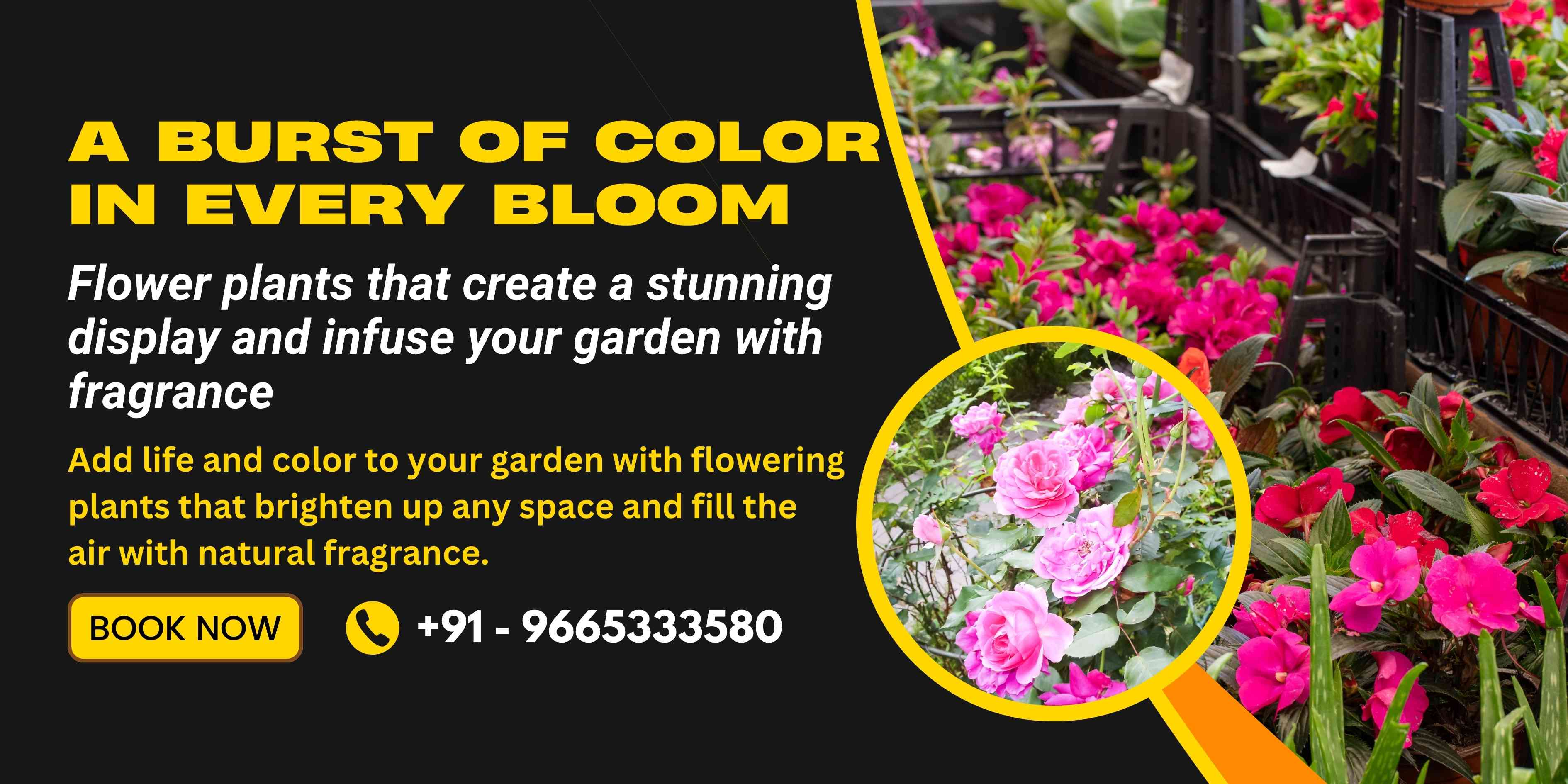 Flower Plants