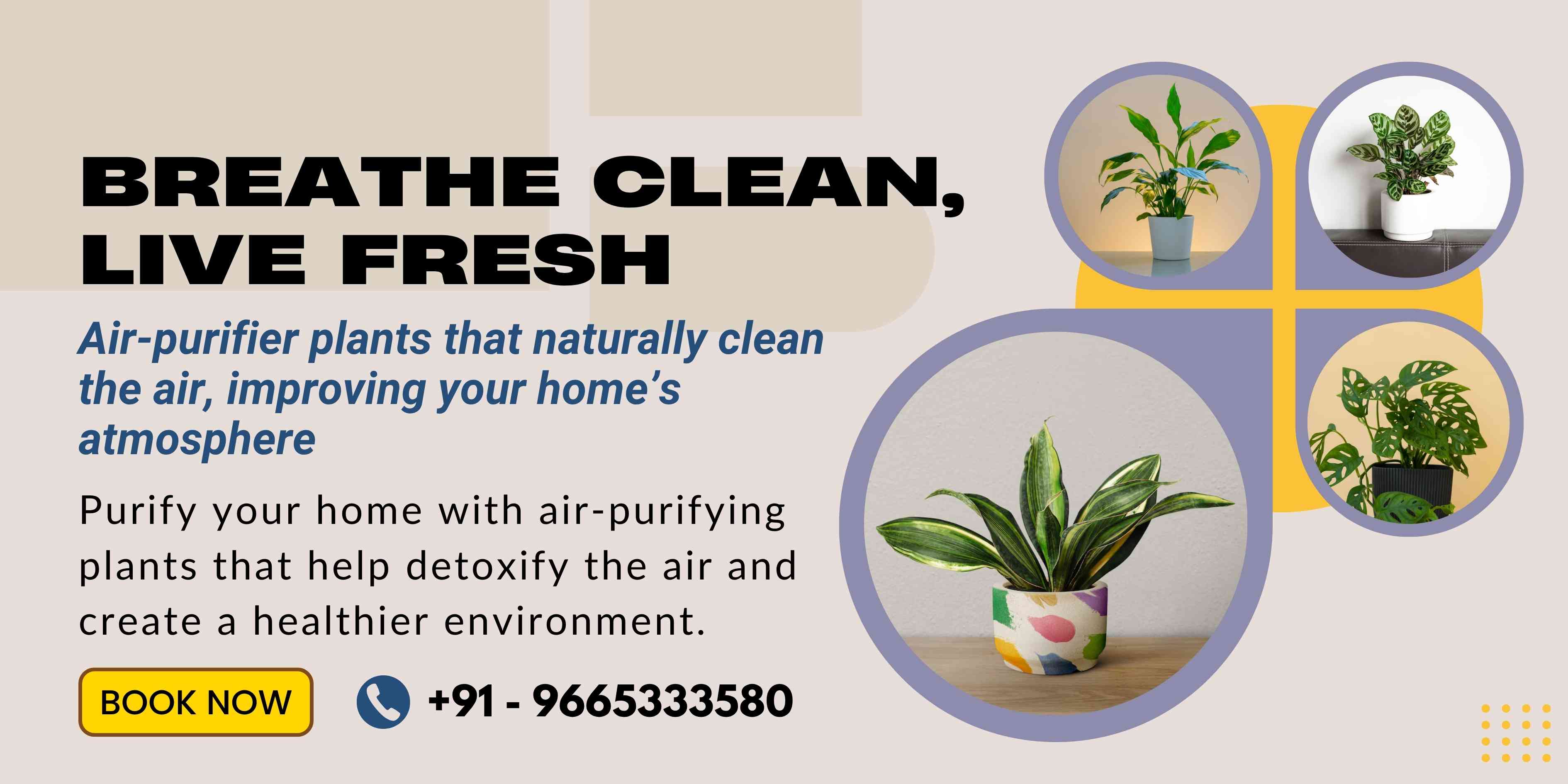 Air- purifier plants