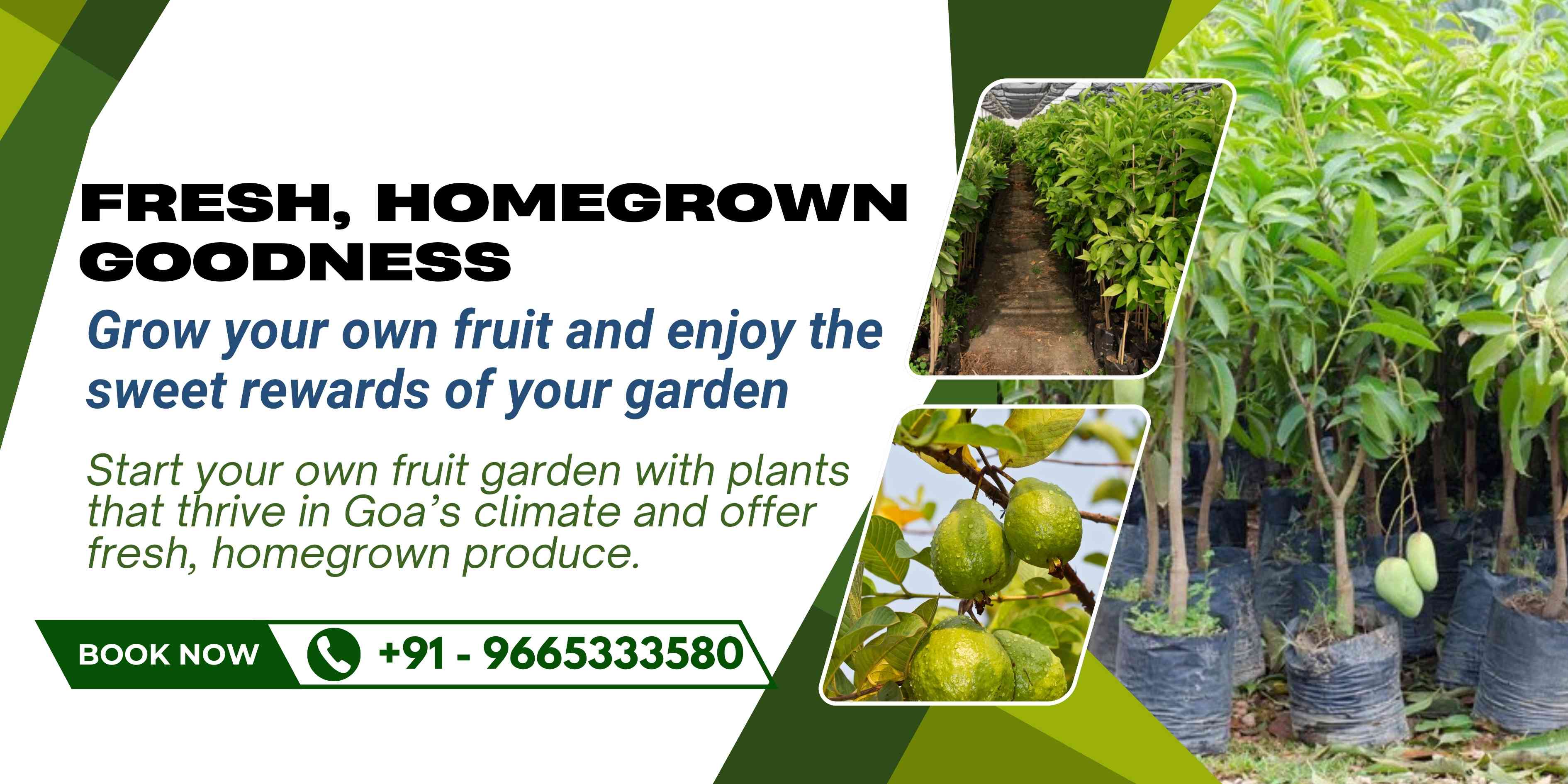 Fruit Plants 