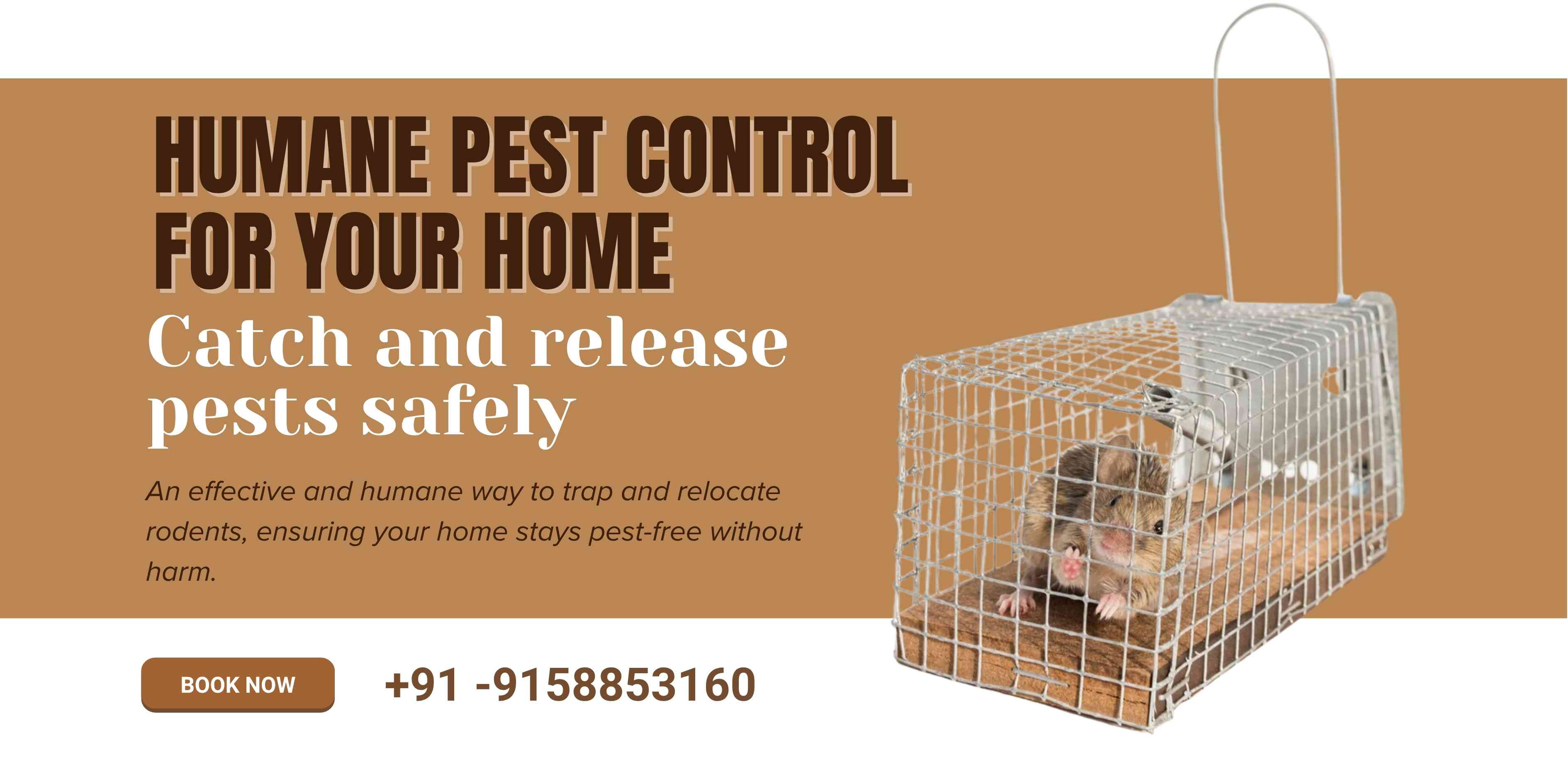 Rat Trap cage