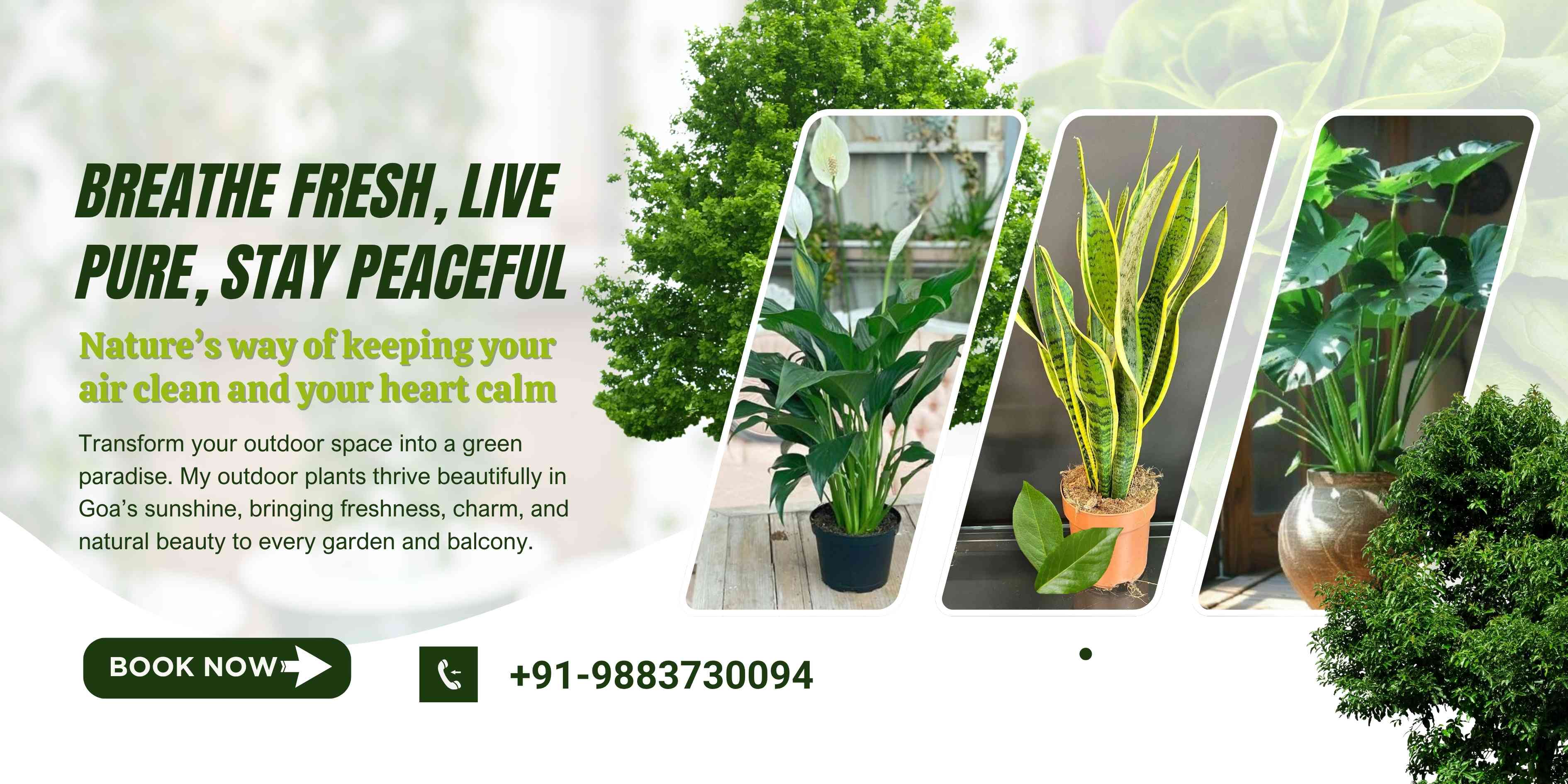 Air- purifier plants