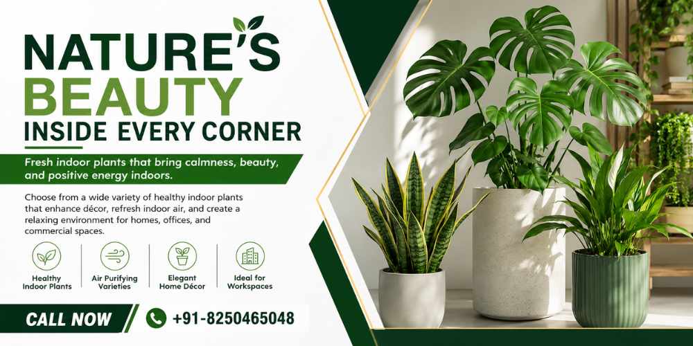 Indoor Plant Sales