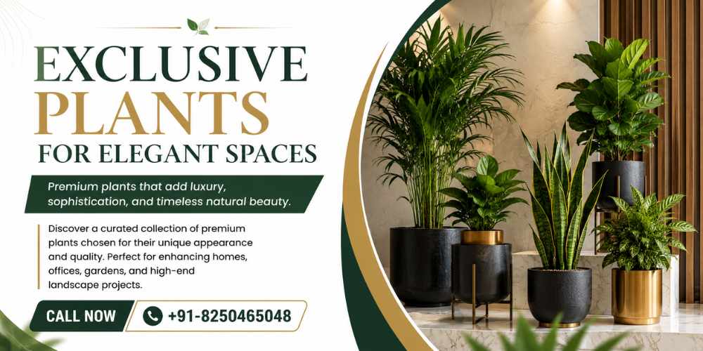 Premium Plant Sales