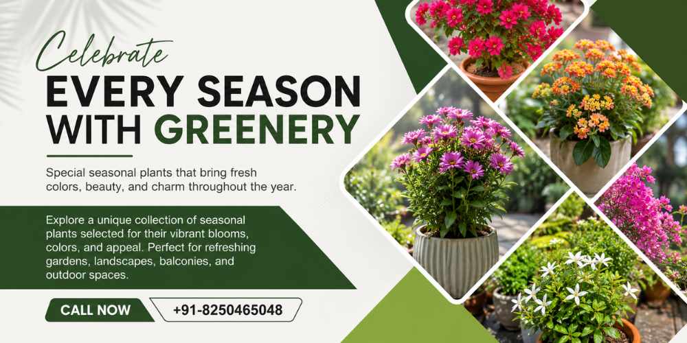 Seasonal Special Plants