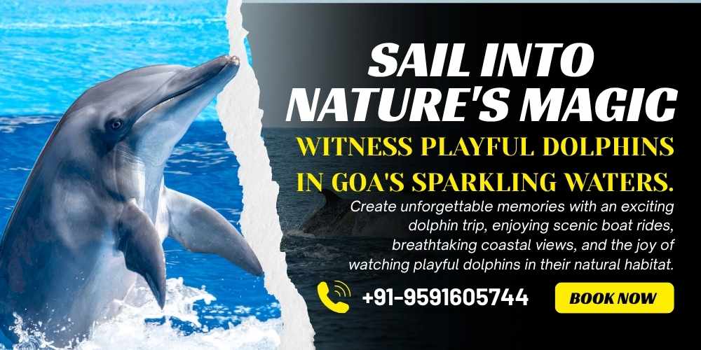 Dolphin Trip